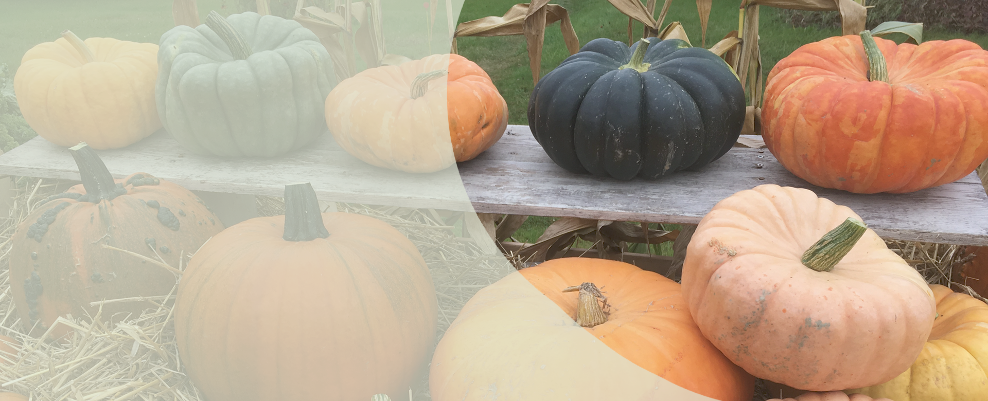 Courges_Slider_.png