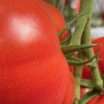 Tomates