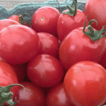 Tomates Cerises