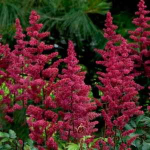 Astilbe - arendsii Burgundy Red