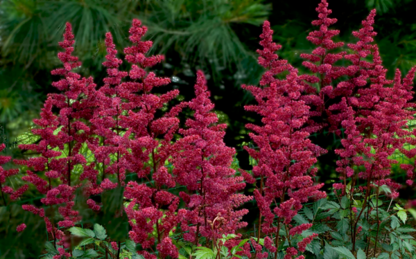 Astilbe - arendsii Burgundy Red