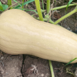 Butternut