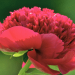 Pivoine - Red Charm
